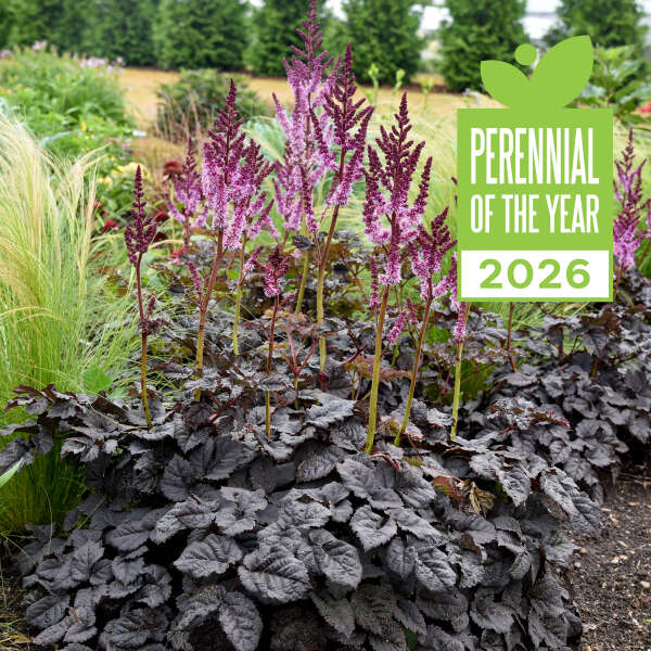 Astilbe chinensis 'Dark Side of the Moon'