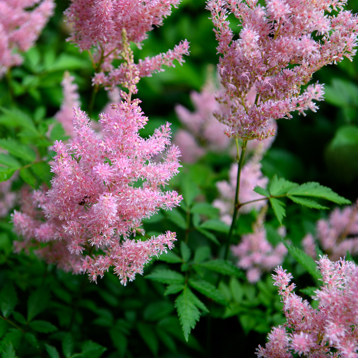 Pink astilbe flowers with green leaves in a natural setting
