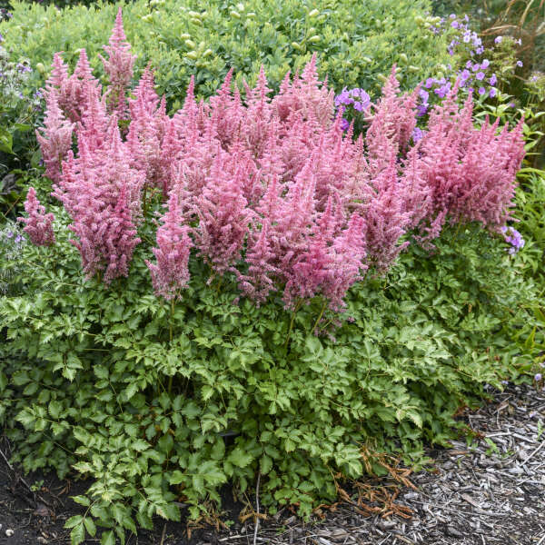 Astilbe x 'Maggie Daley'