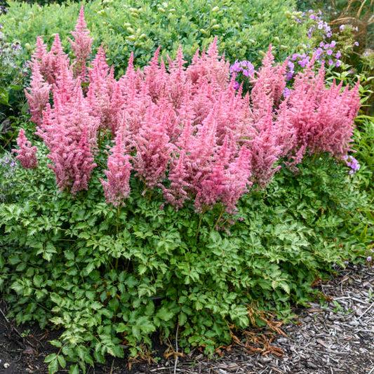 Astilbe x 'Maggie Daley'