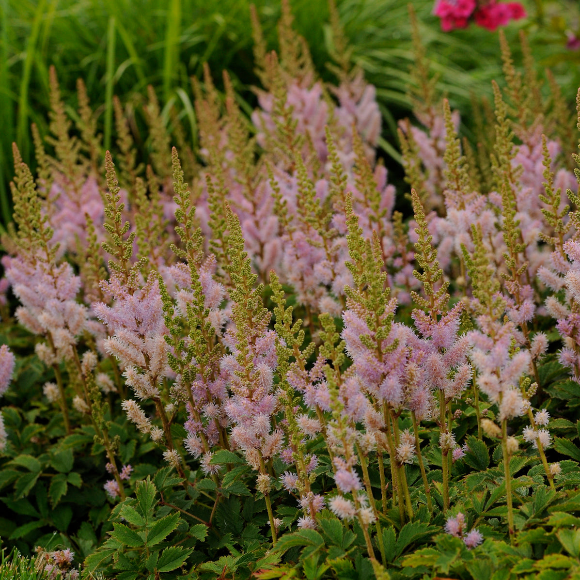 Astilbe chinensis 'Pumila'