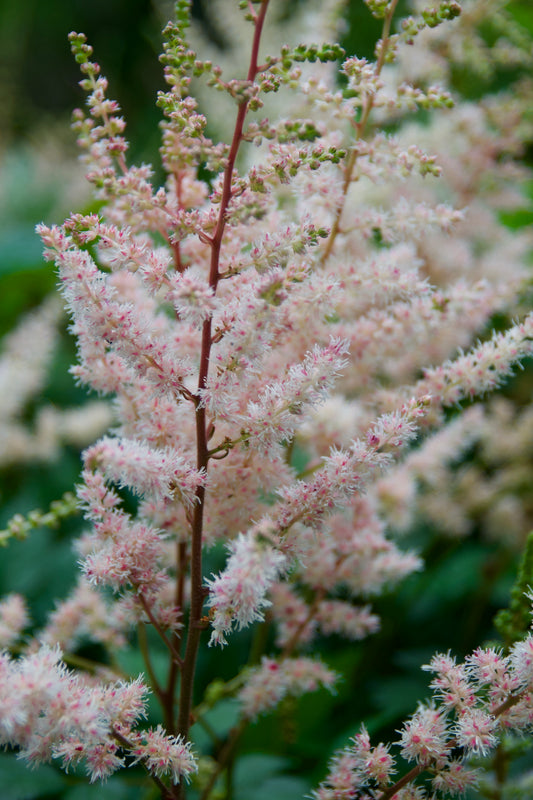 Close-up of pale pink Astilbe chinensis 'Spotlight' flowers with dark green leaves with burgundy markings.