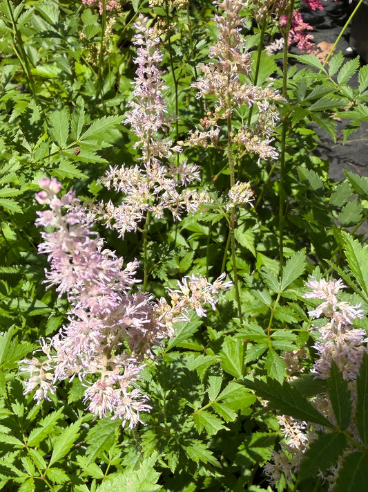 Close-up of a flowering plant with delicate pale pink to white spike clusters rising above dense green foliage in a garden setting.