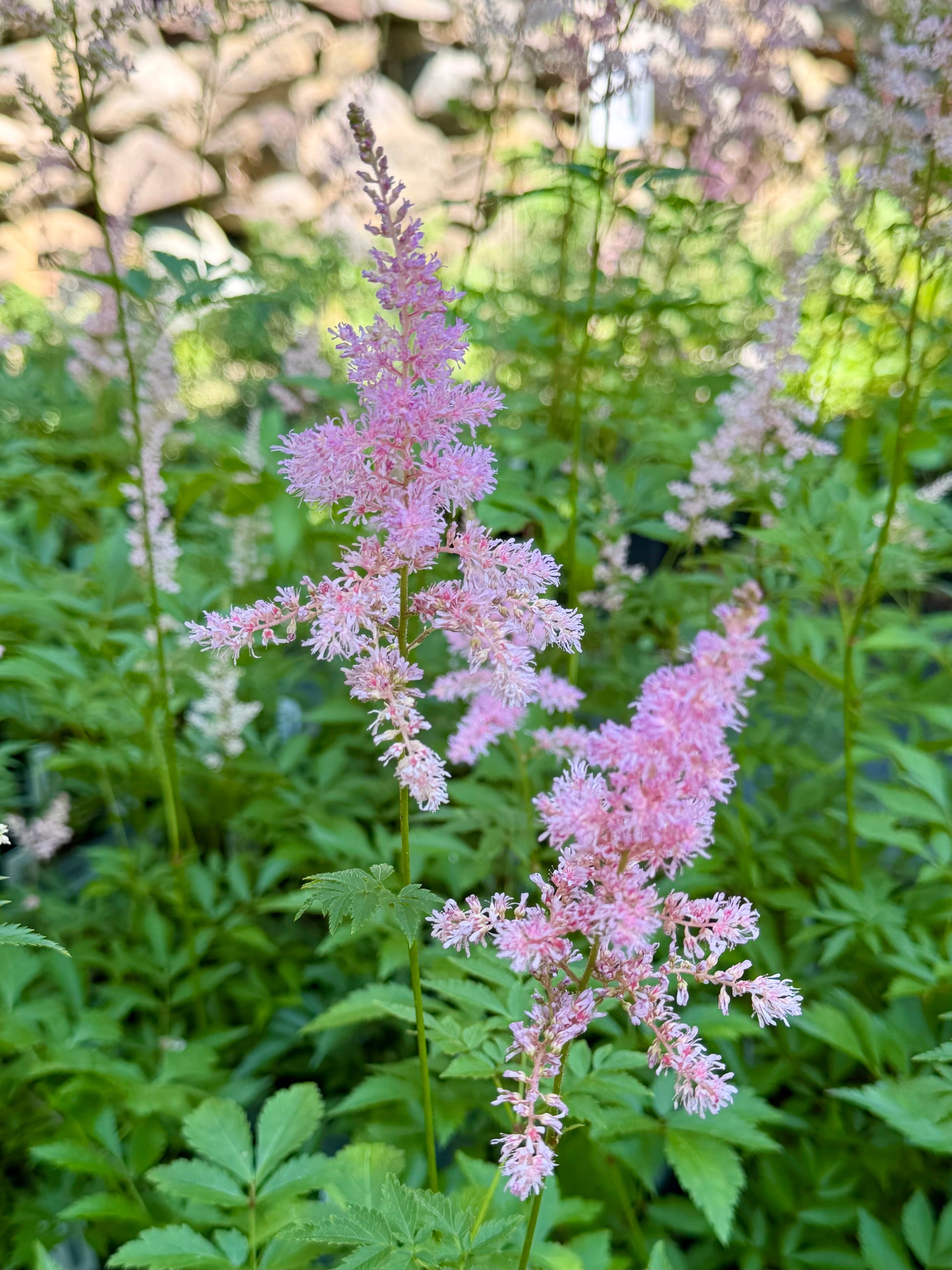 Pink astilbe flower spikes blooming in a garden among green foliage.