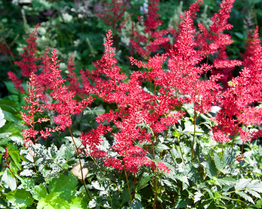 A cluster of vibrant scarlet-red astilbe flowers with forest green foliage and mahogany-red stems.
