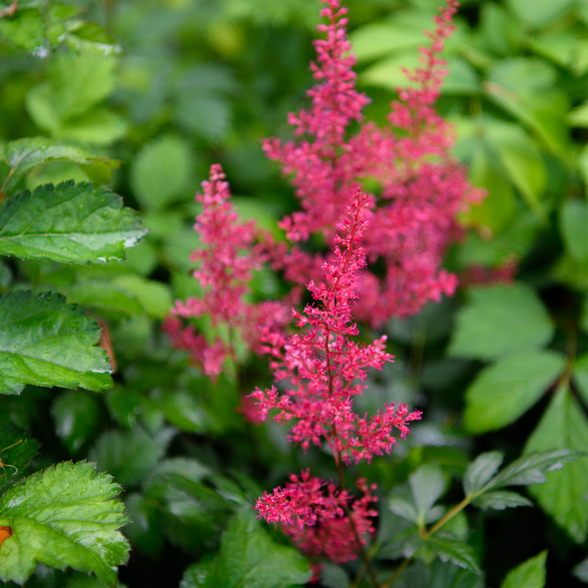 Red astilbe flowers with green leaves in the background
