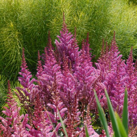 Astilbe x 'Maggie Daley'