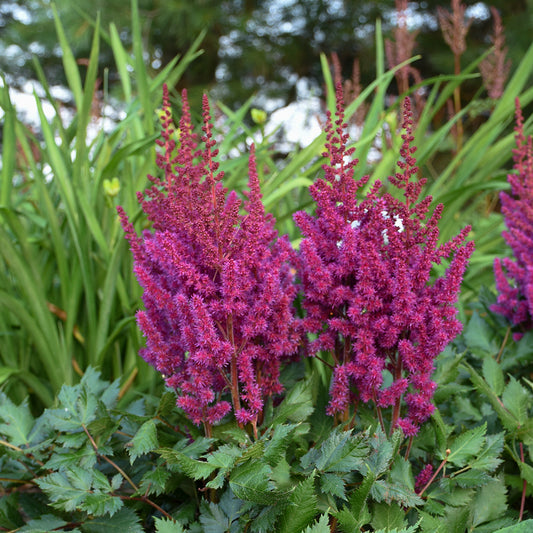 Astilbe chinensis 'Vision in Red '