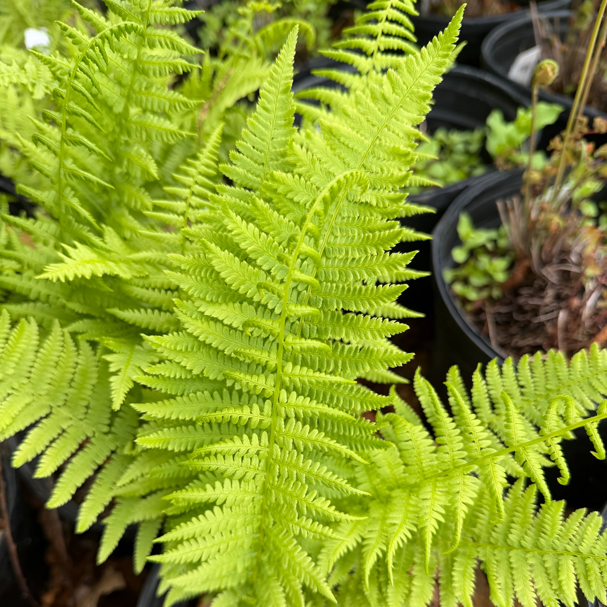 Close-up of a green fern plant with blurred pots in the background
