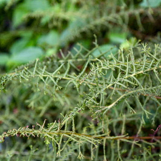 Athyrium filix-femina 'Victoriae' (Lady Fern)
