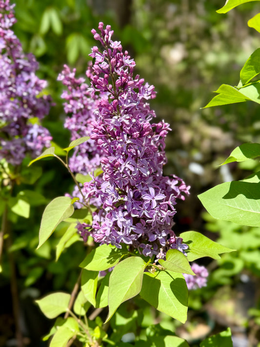 Syringa vulgaris 'Virtual Violet'