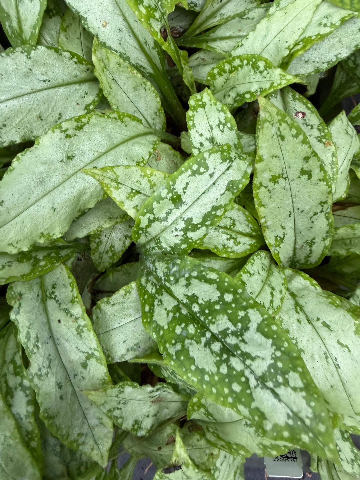 Pulmonaria x ‘High Contrast’ (Lungwort)