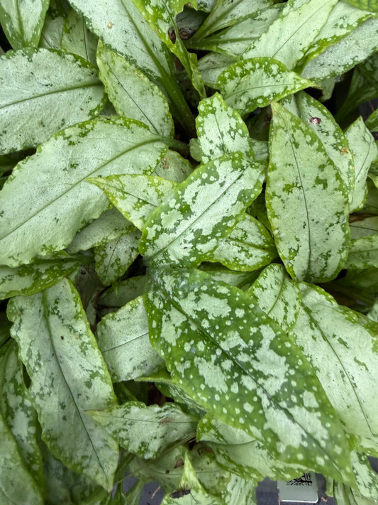 Pulmonaria x ‘High Contrast’ (Lungwort)