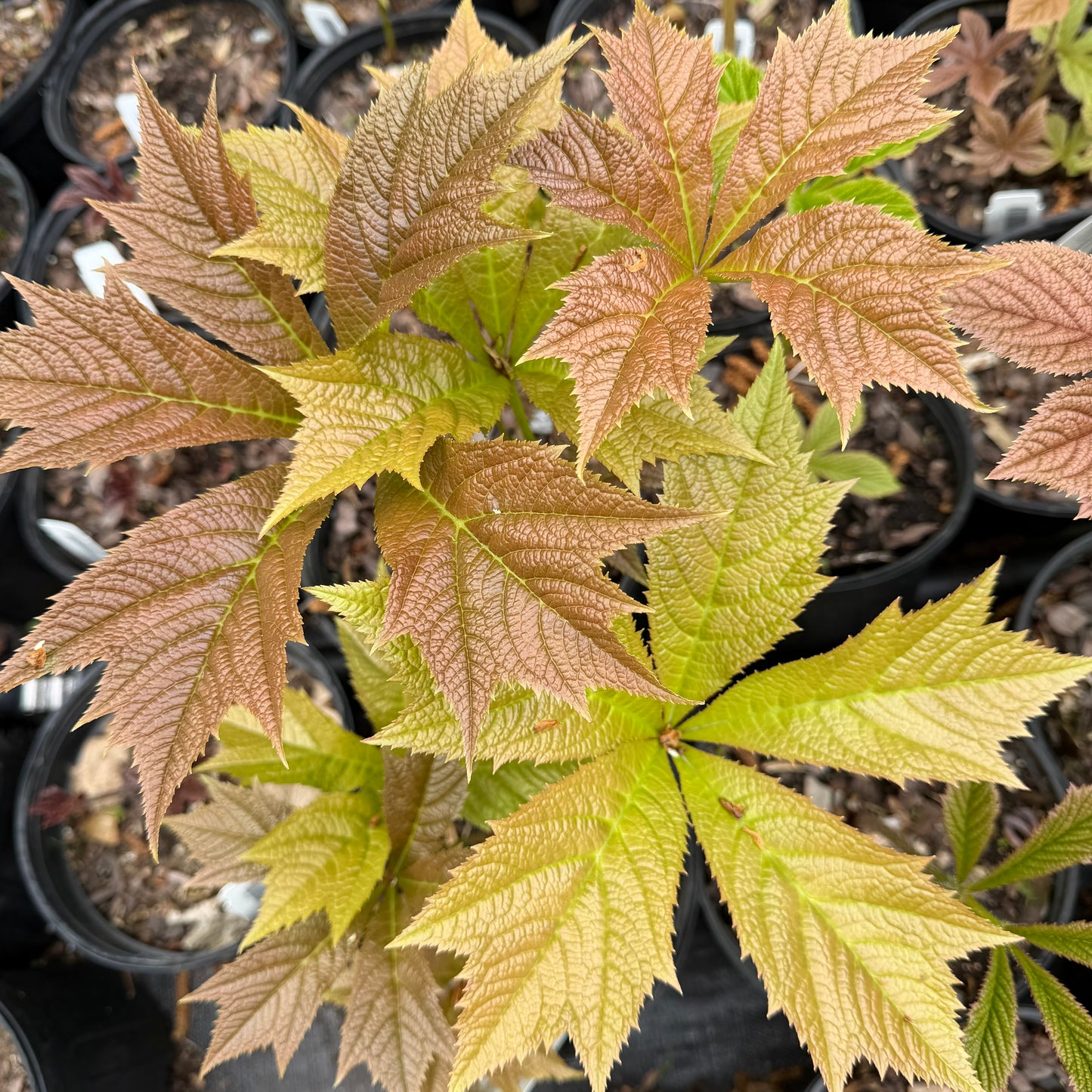 Rodgersia podophylla 'Braunlaub'