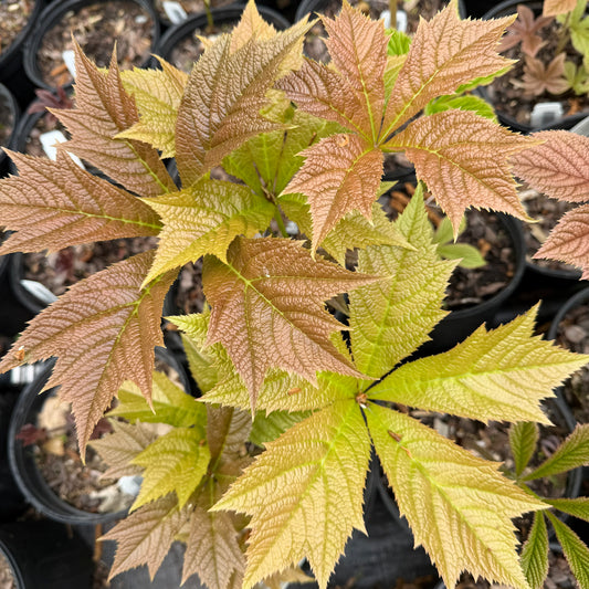 Rodgersia podophylla 'Braunlaub'