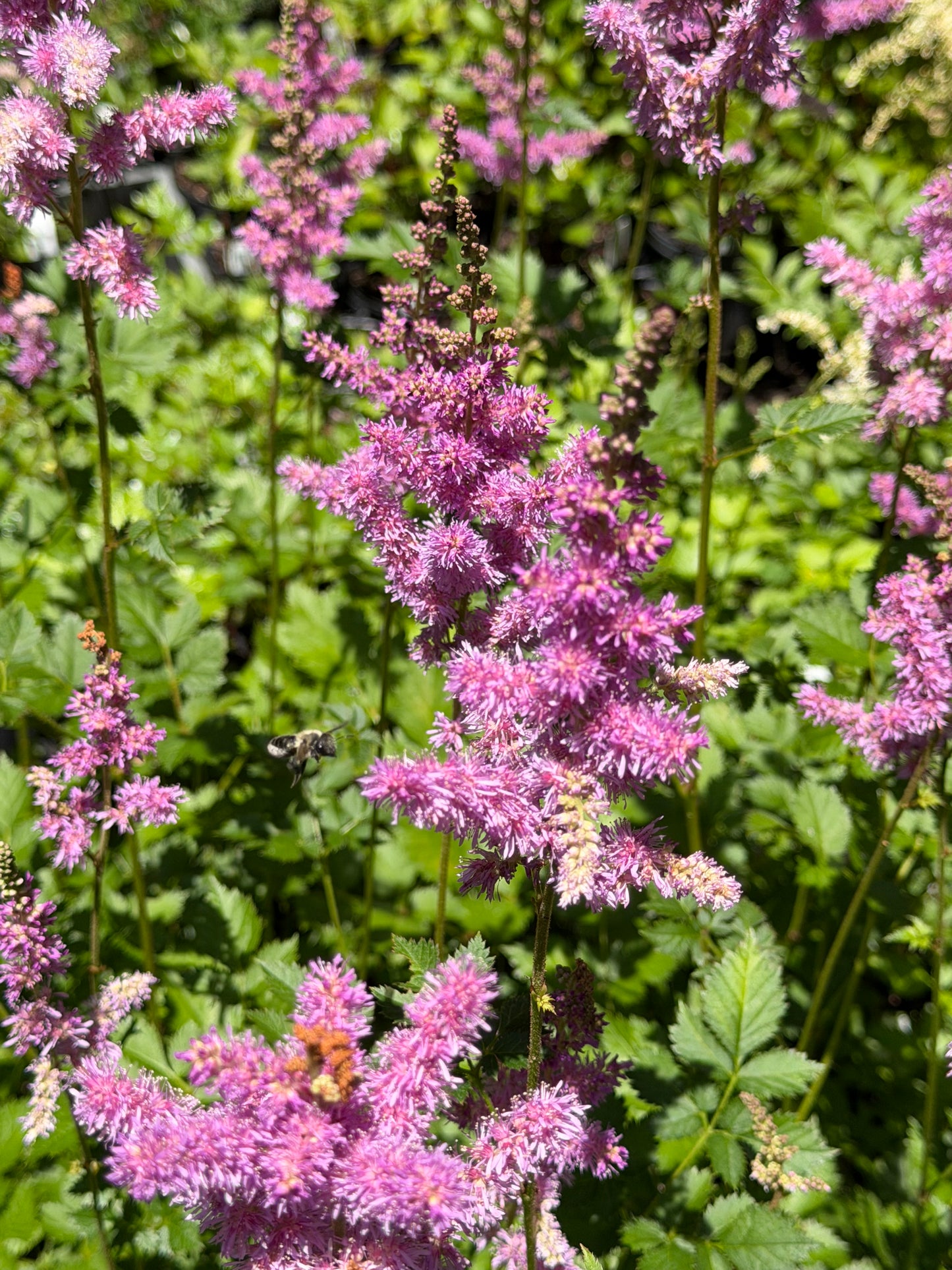 Astilbe chinensis 'Black Pearls'