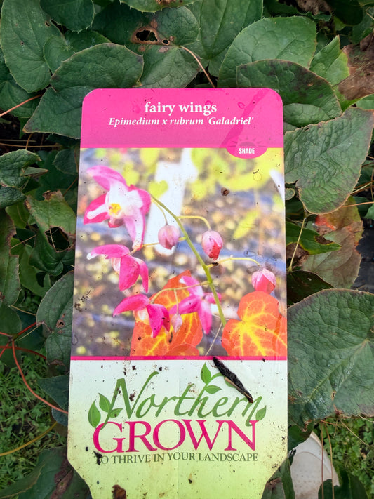 Epimedium x rubrum 'Galadriel'