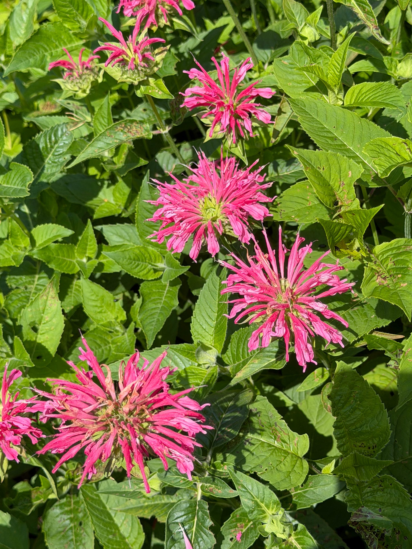 Monarda didyma 'Coral Reef' (Bee Balm)