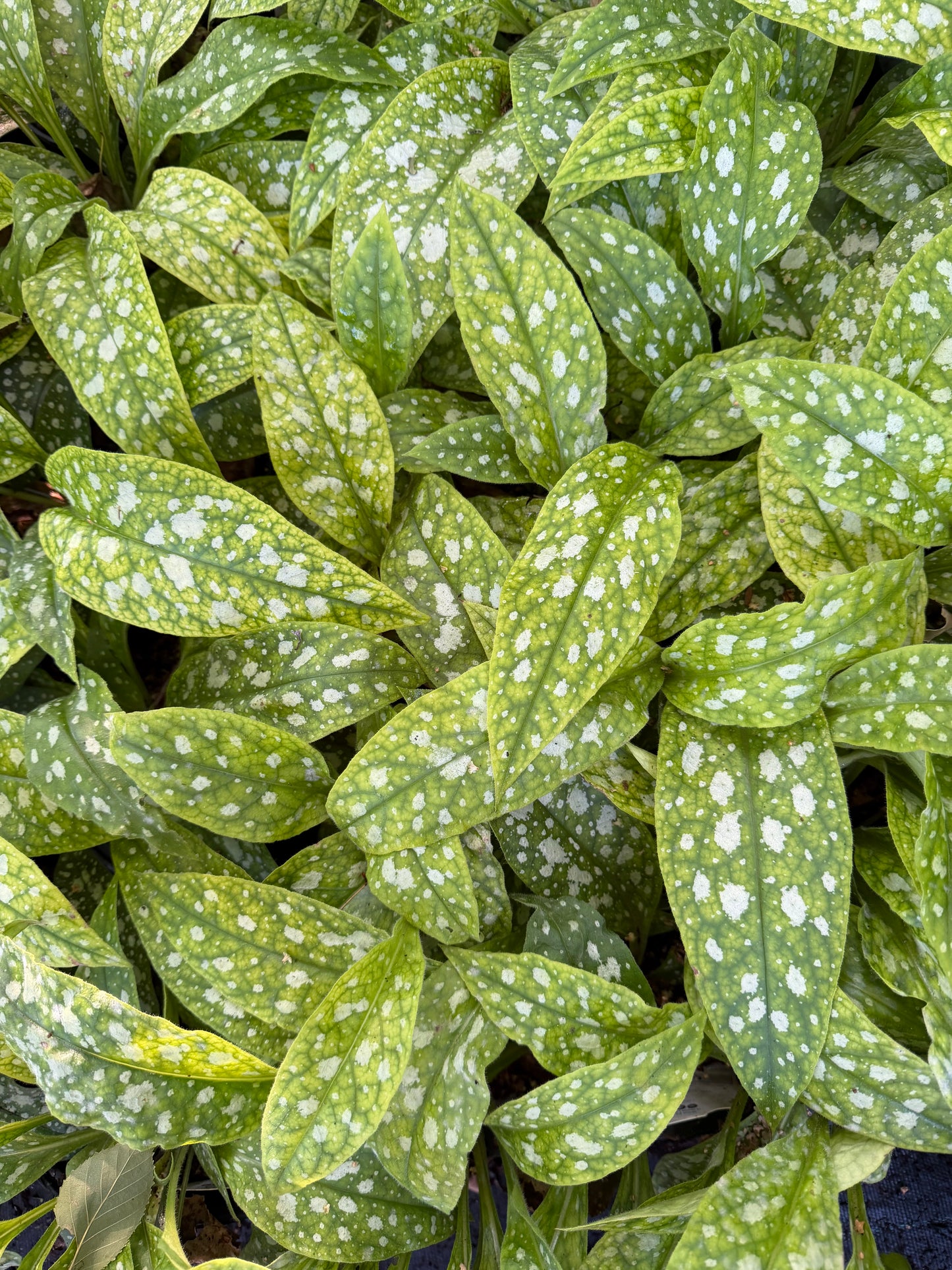 Pulmonaria x 'Trevi Fountain' (Lungwort)
