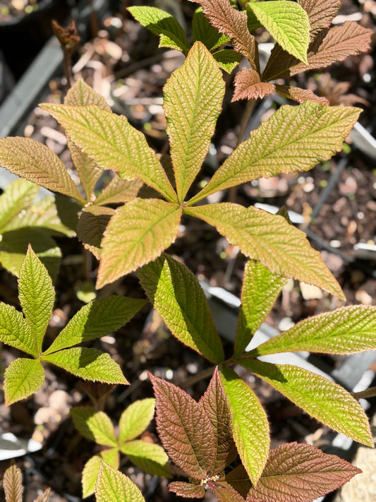 Rodgersia henrici