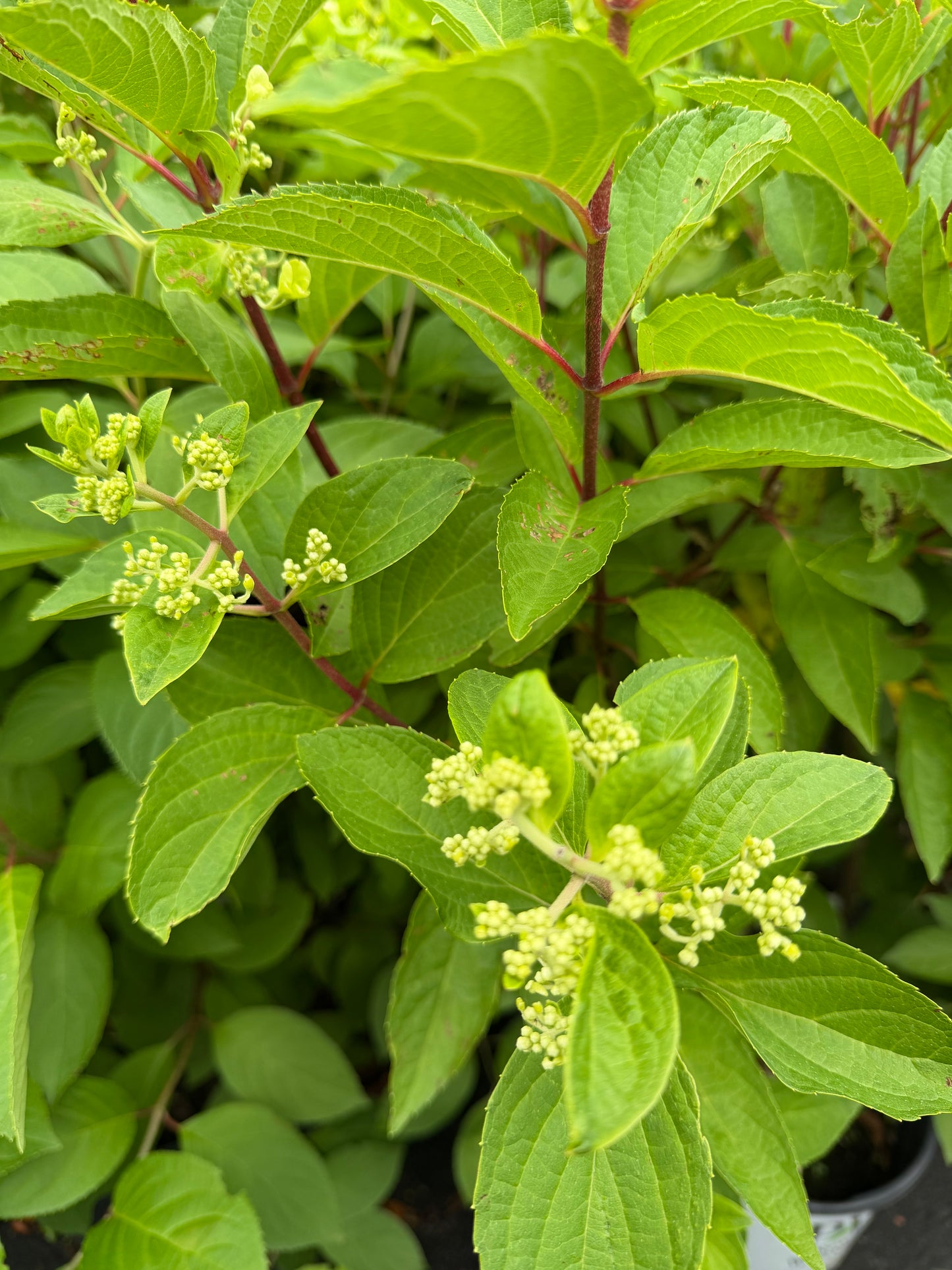 Hydrangea paniculata 'Pinky Winky'