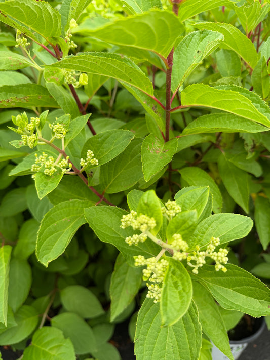 Hydrangea paniculata 'Pinky Winky'