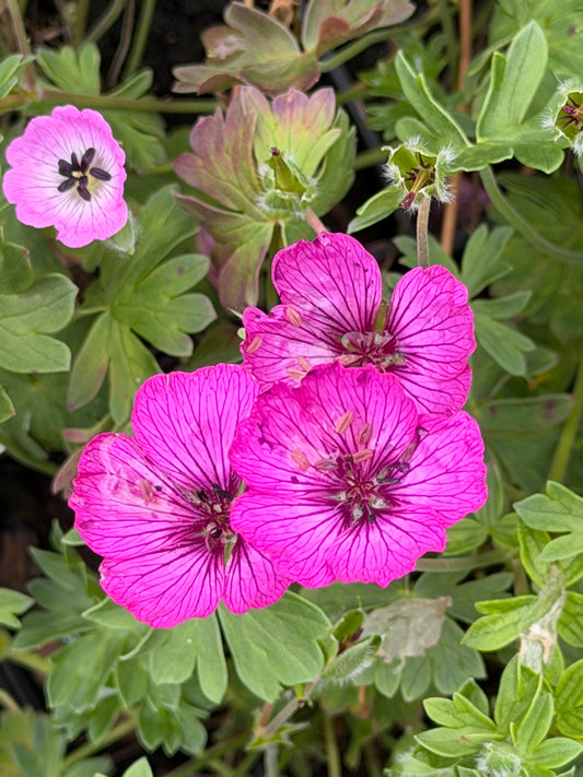 Geranium cinereum 'Carol'