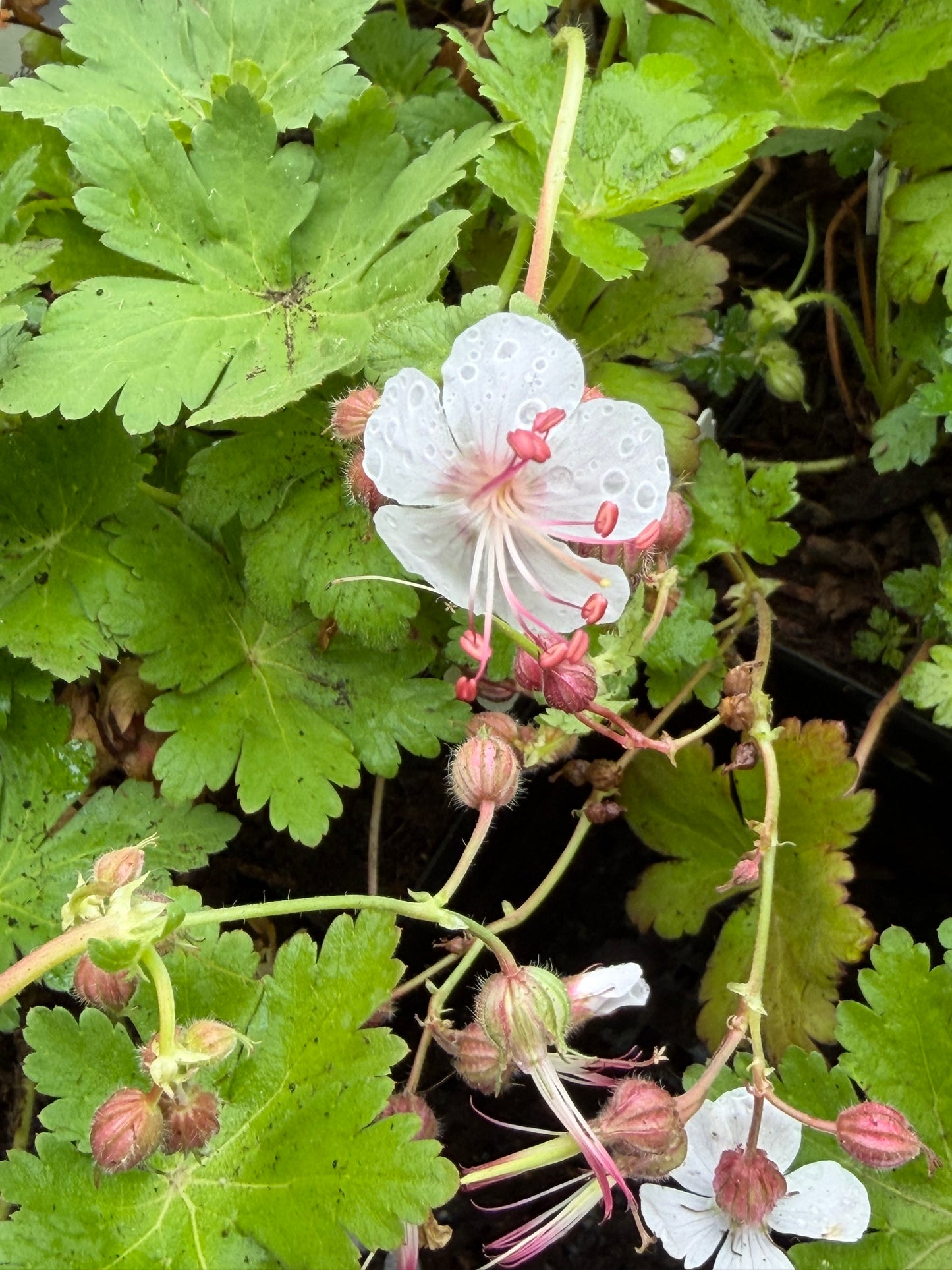 Geranium macrorrhizum 'Spessart'