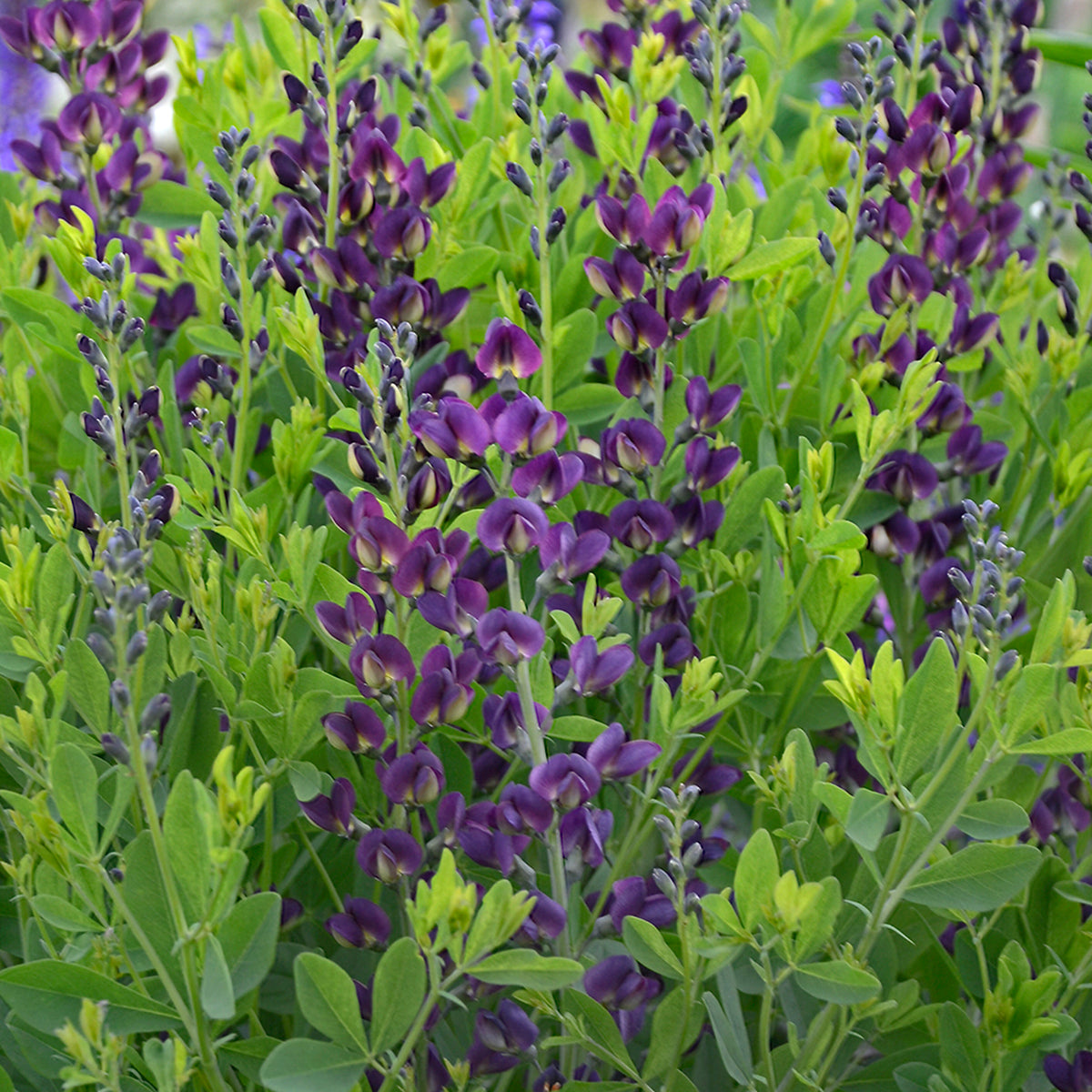 Baptisia x  'Grape Taffy'