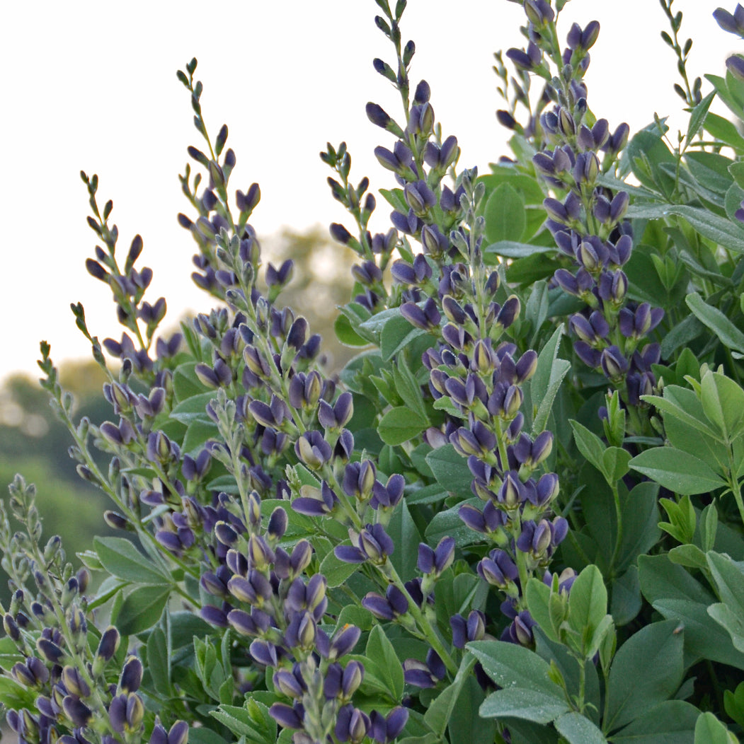 Baptisia x  'Indigo Spires'