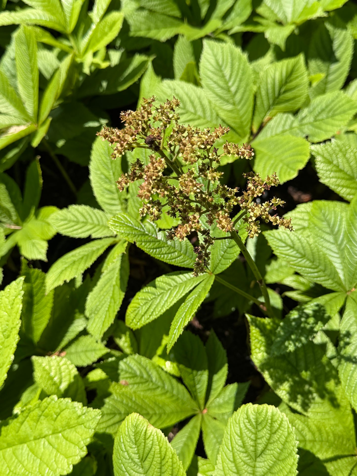 Rodgersia pinnata 'Smaragd'