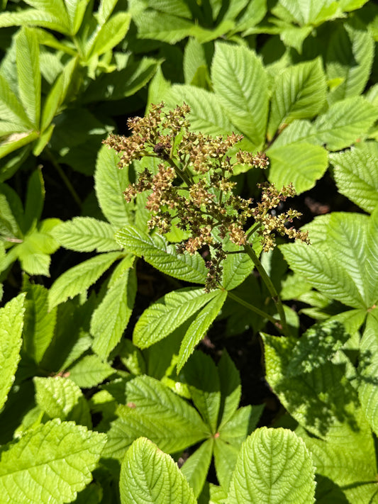 Rodgersia pinnata 'Smaragd'