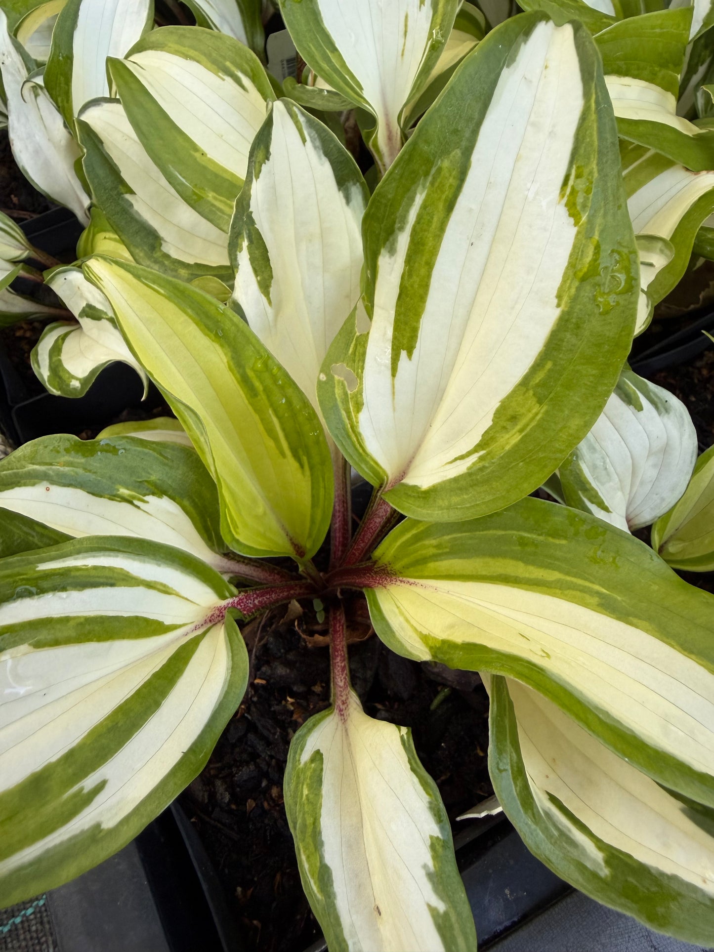 Hosta 'Raspberry Sundae'