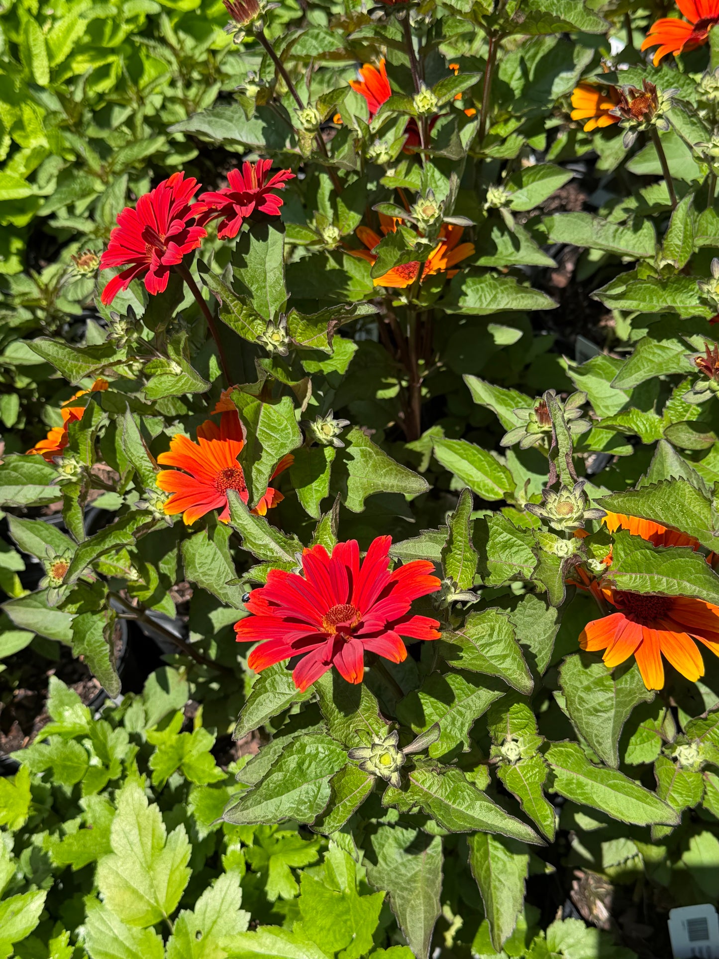 Heliopsis ‘Sole d’Amore’ (False Sunflower)