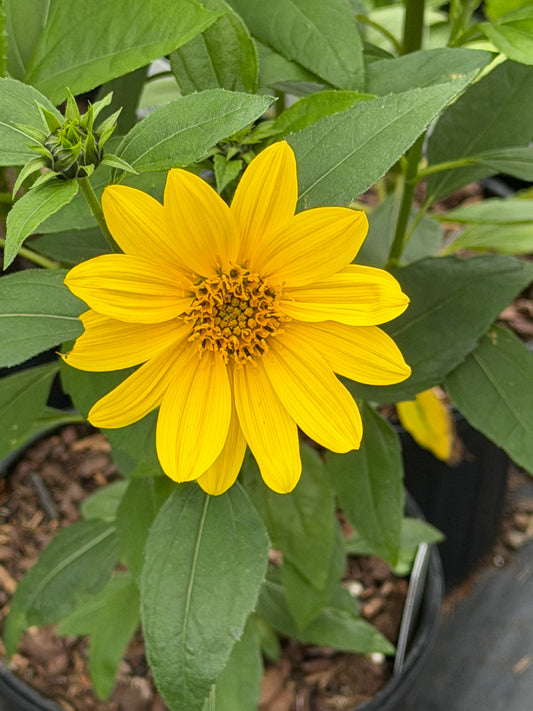 Helianthus decapetalus 'Suncatcher'