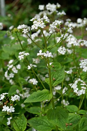 Brunnera macrophylla 'Betty Bowring'