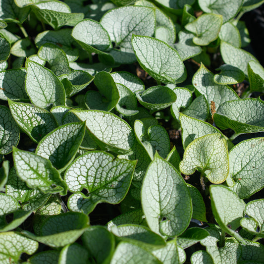 Brunnera macrophylla 'Silver Heart'