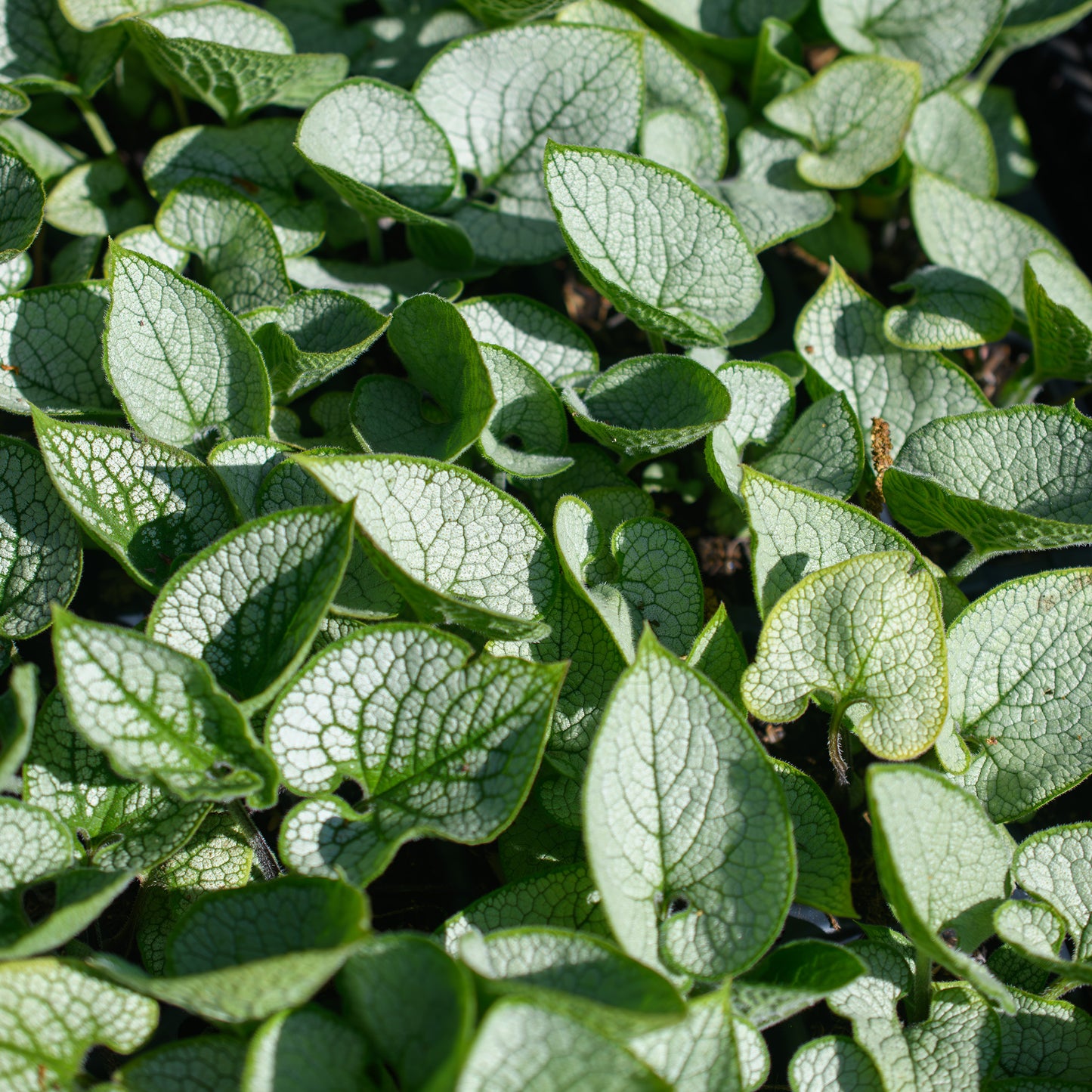 Brunnera macrophylla 'Silver Heart'