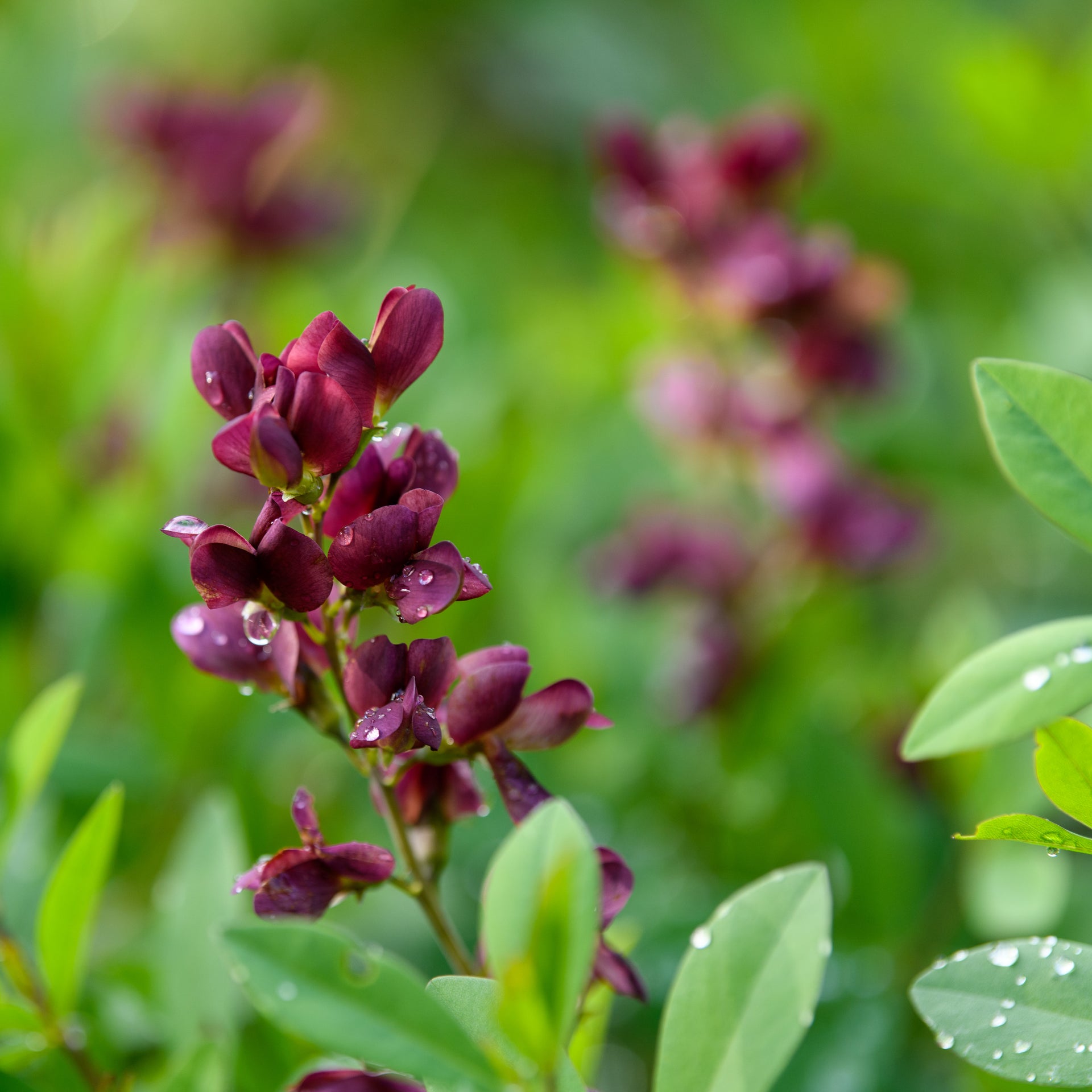 Baptisia x 'Burgundy Blast' (False Indigo) – Fieldstone Gardens Inc