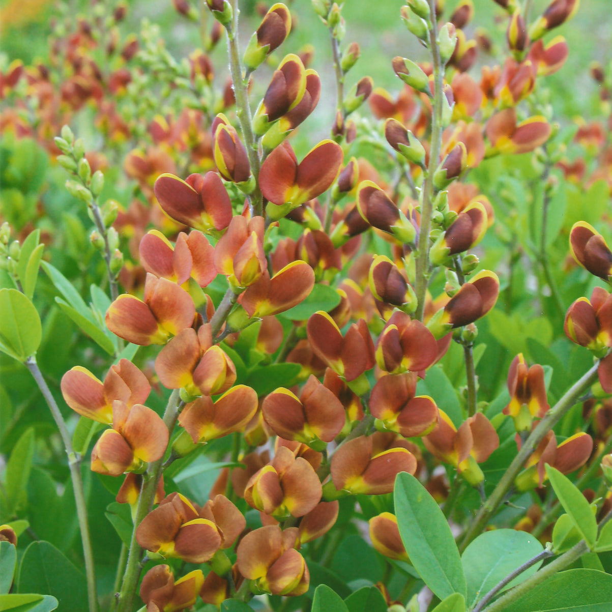 Baptisia 'Cherries Jubilee' (False Indigo)