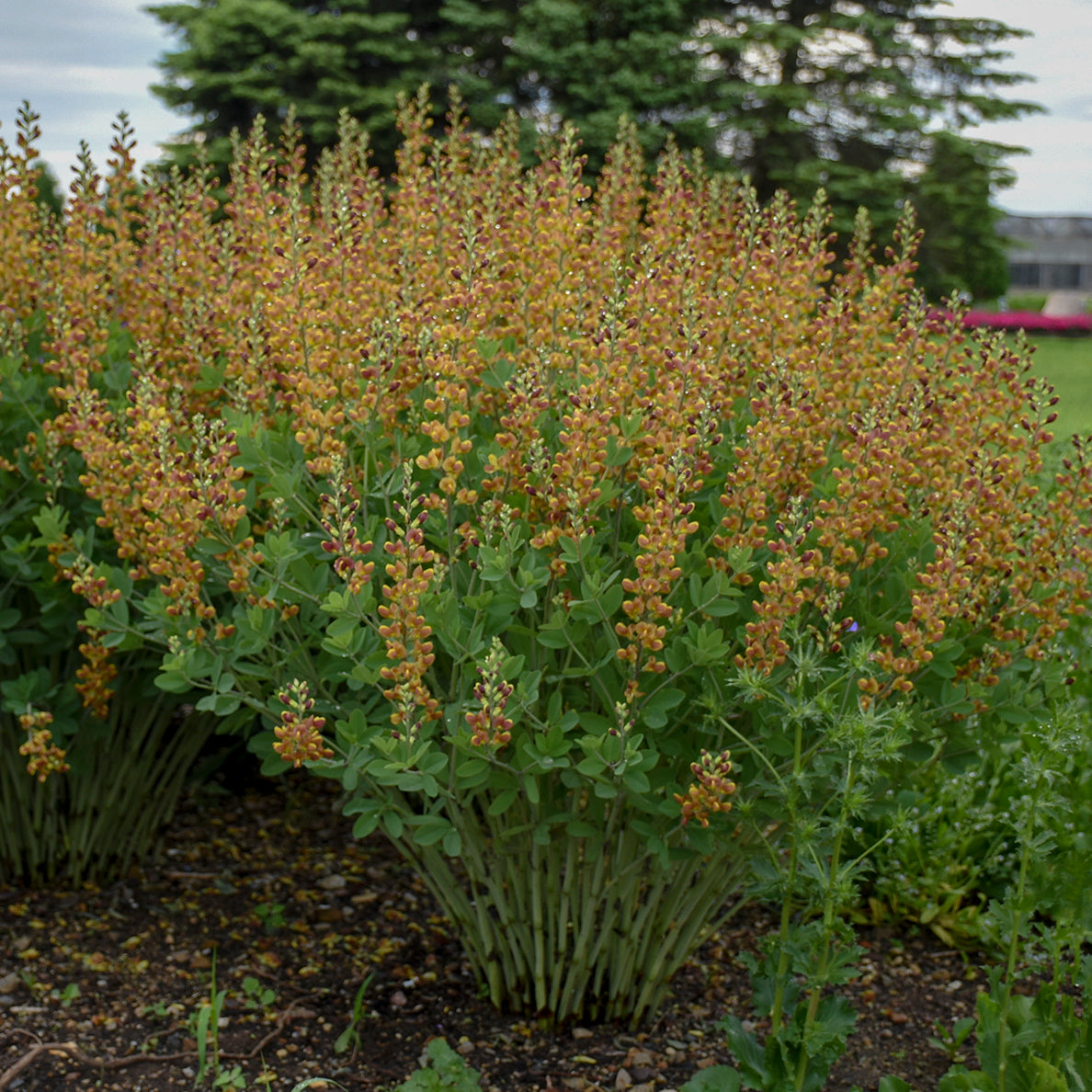 Baptisia 'Cherries Jubilee' (False Indigo)