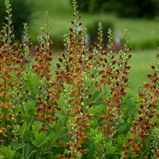Baptisia 'Cherries Jubilee' (False Indigo)