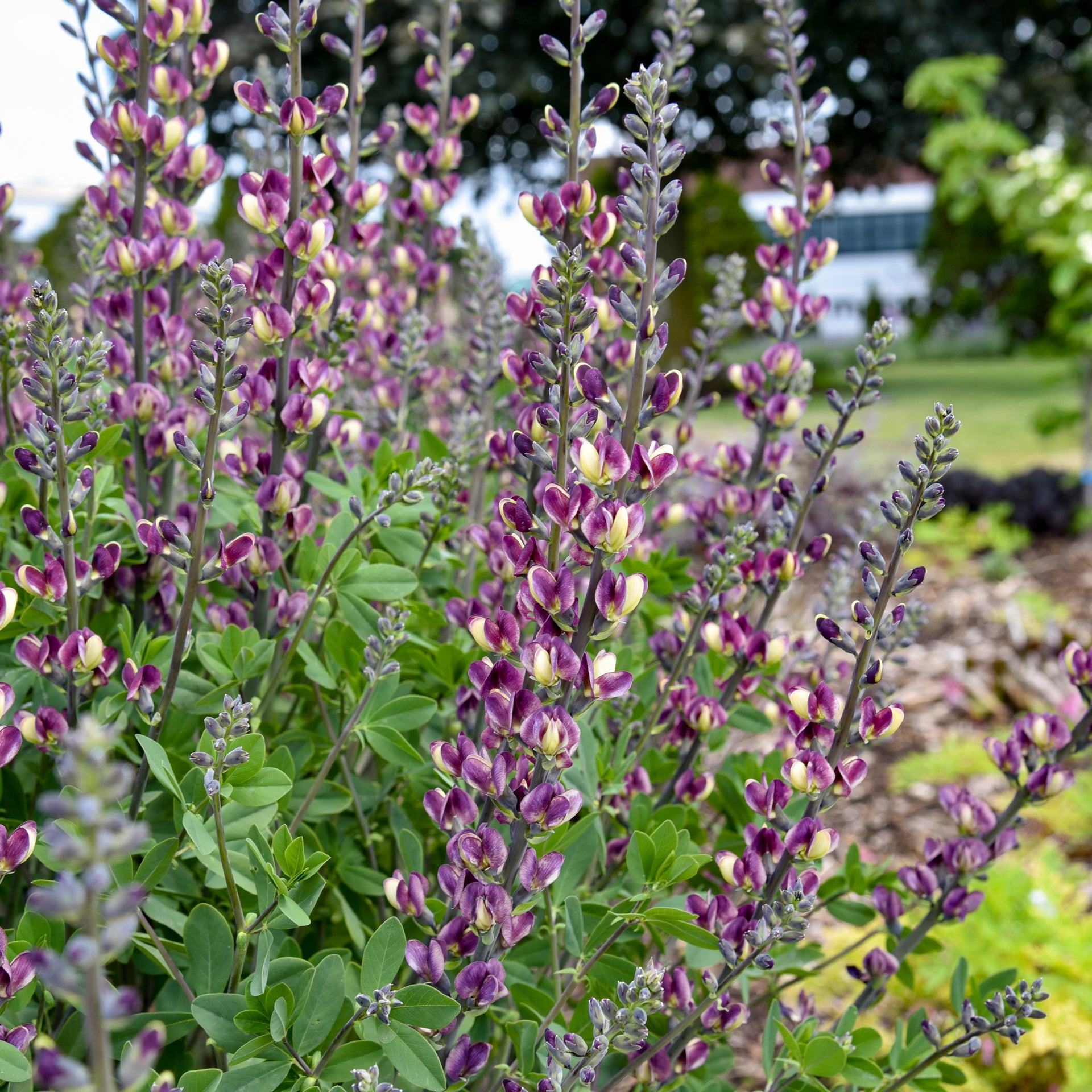Grape Escape False Indigo - 1 Per Package | Purple | Baptisia 'Grape Escape' PP36083 | Zone 4-9 | Spring Planting