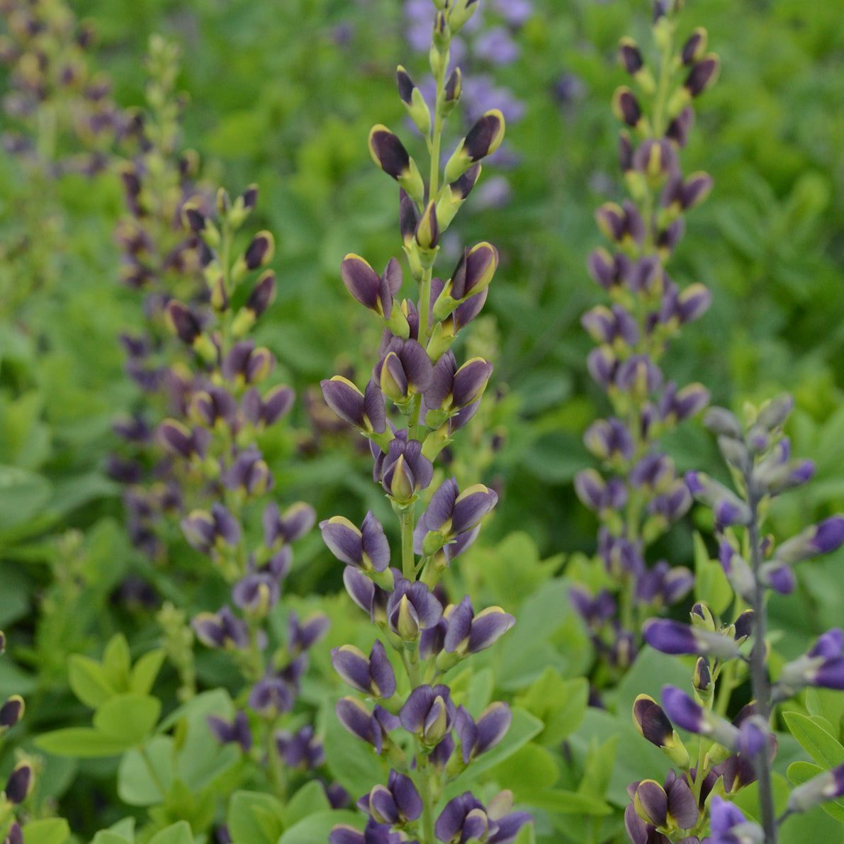 Baptisia x  'Indigo Spires'