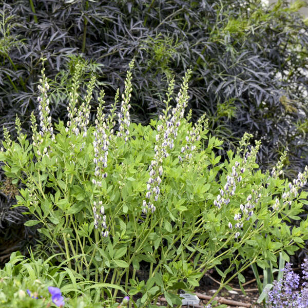 Baptisia 'Musical Duet' (False Indigo)