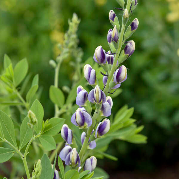 Baptisia 'Musical Duet' (False Indigo)