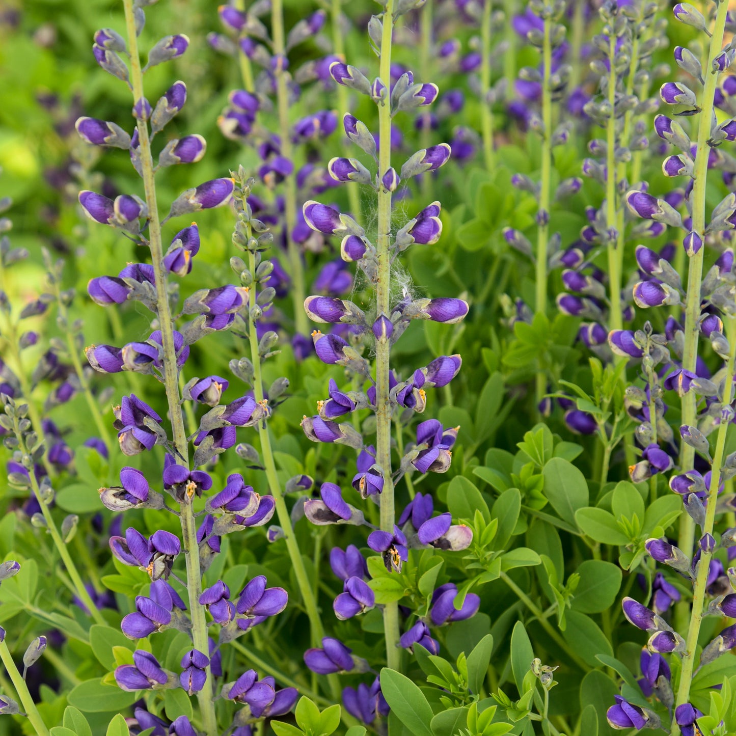 Baptisia x 'Periwinkle Popsicle'