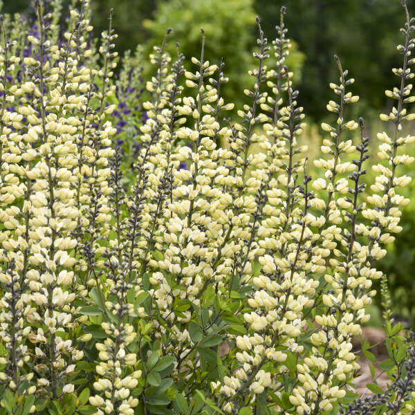 Baptisia 'Vanilla Cream II' (False Indigo)