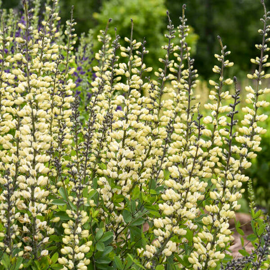 Baptisia 'Vanilla Cream II' (False Indigo)