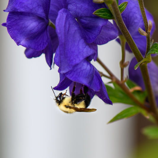 Aconitum carmichaelii 'Royal Flush' (Monkshood)